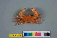 藏品(兇猛酋婦蟹)的圖片